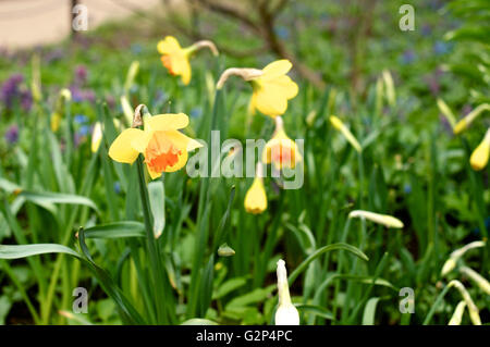 Gelbe Narzisse im Frühling im freien closeup Stockfoto