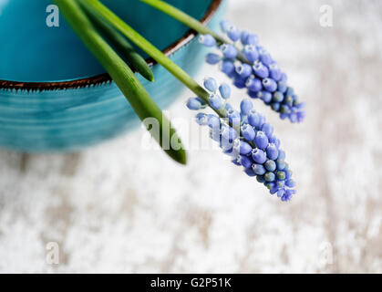 Nahaufnahme der blauen Trauben Hyazinthe Blumen Stockfoto