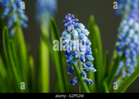 Retro-Stillleben mit Traubenhyazinthen in Metall vase Stockfoto