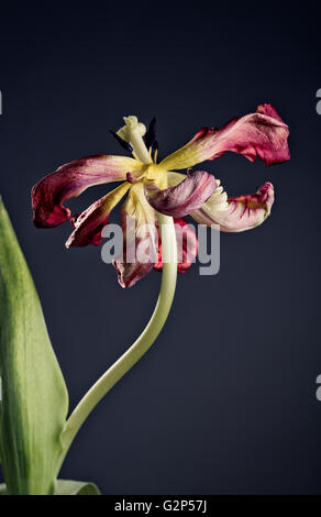 Einzelne verblasste rote Tulpe Blüte auf dunklem Hintergrund Stockfoto