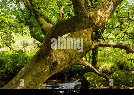 Woodland-Szene in der Nähe von Golitha fällt in East Cornwall Stockfoto