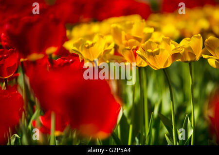 Blumenbett hell lebhaft rote und gelbe Tulpen im Frühling Stockfoto