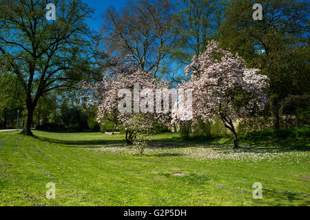 Blühende Magnolien im Dom Park in Speyer Deutschland im Frühjahr Stockfoto