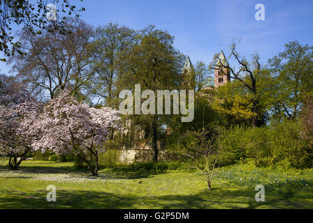 Blühende Magnolien im Dom Park in Speyer Deutschland im Frühjahr mit dem Dom im Hintergrund Stockfoto