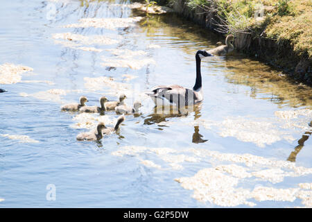 Canades Gans mit Küken, Schwimmen Stockfoto