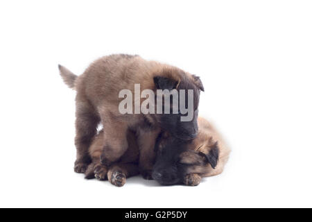 Zwei Welpen, Belgischer Schäferhund Tervuren, isoliert auf weißem Hintergrund Stockfoto