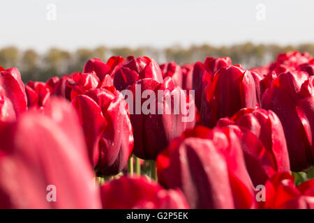 Bereich der roten Tulpen für Hintergrund Stockfoto