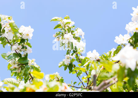 Weiße Pflaumenblüte vor blauem Himmel Stockfoto