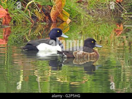 Paar Tufted Enten schwimmen auf dem Wasser Stockfoto