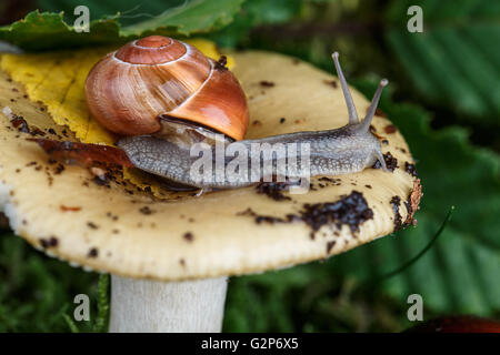 Im Herbst unter dem Motto Bild mit Schnecke auf Pilz Wald mit Blättern und Moos Stockfoto