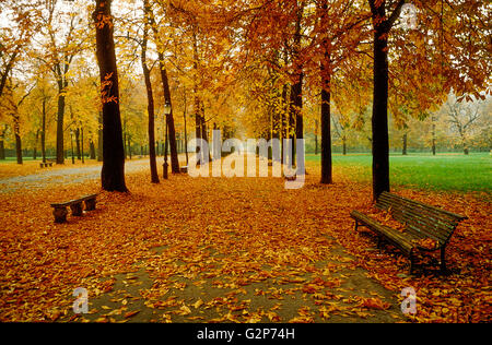 Blätter im Herbst in den Parco Ducale in Parma, Emilia Romagna, Italien Stockfoto