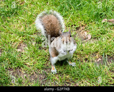 Graue Eichhörnchen auf einige Rasen Stockfoto