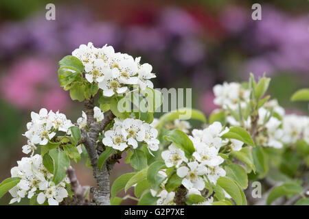 Apfelblüte auf einem Spalier-Baum. England, UK Stockfoto