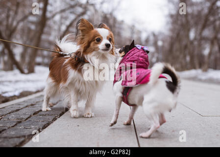 zwei lustige Hunde schnüffelt einander. Stockfoto