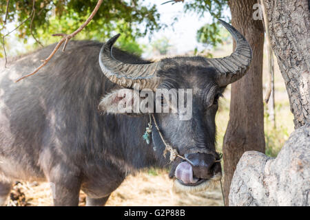 Büffel in einem Bauernhof des Shan-Dorf. Landschaft des Shan-Staates, Myanmar, Burma, Südasien, Asien Stockfoto