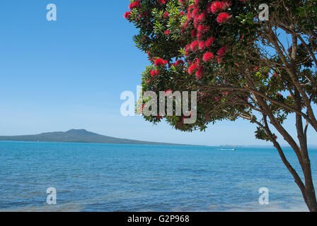 Pohutukawa Baum in voller Blüte mit Rangitoto Island auf dem Hintergrund Stockfoto