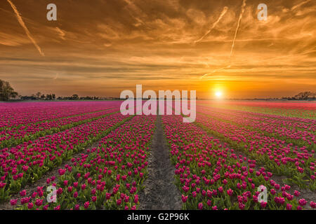 Erstaunliche Tulpe Sonnenuntergang Stockfoto