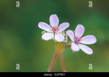Rosa Wiese Wiesenblumen auf grünen Rasen natürlichen Hintergrund im Feld. Outdoor Sommerfoto Stockfoto