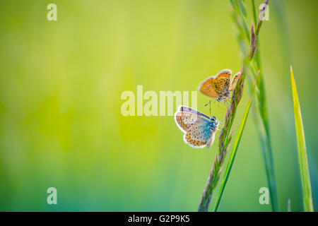 Schöne Schmetterling und erstaunlichen Farben. Sommer Hintergrund Stockfoto
