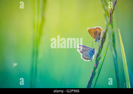 Schöne Schmetterling und erstaunlichen Farben. Sommer Hintergrund Stockfoto