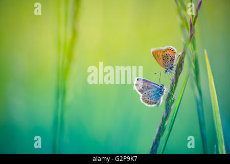 Schöne Schmetterling und erstaunlichen Farben. Sommer Hintergrund Stockfoto