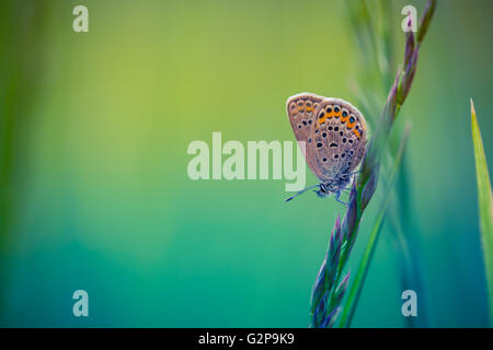 Schöne Schmetterling und erstaunlichen Farben. Sommer Hintergrund Stockfoto