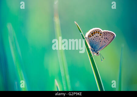 Schöne Schmetterling und erstaunlichen Farben. Sommer Hintergrund Stockfoto