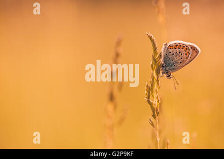 Schöne Schmetterling und erstaunlichen Farben. Sommer Hintergrund Stockfoto