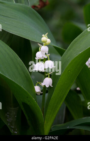 Lily Of The Valley (Convallariaarten Majalis) Stockfoto