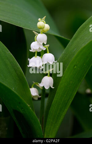 Lily Of The Valley (Convallariaarten Majalis) Stockfoto