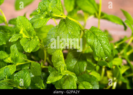 Bild von frischer Minze in Tautropfen Stockfoto