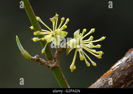 Cornelian Cherry (Cornus Mas) am Ende des Winters blühen Stockfoto