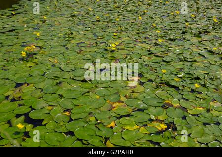 Seerose - gelbe schwebende Herz - Wasser Fringe (Nymphoides Peltata - Villarsia Nymphe.) gesäumt schwimmend auf einem Teich im Sommer Stockfoto