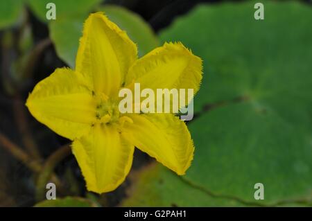 Seerose - gelbe schwebende Herz - Wasser Fringe (Nymphoides Peltata - Villarsia Nymphe.) gesäumt schwimmend auf einem Teich im Sommer Stockfoto