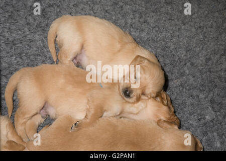 Golden Retriever Welpen glücklich zusammen schlafen in der Nähe auf grauem polyester Fell Teppich Stockfoto