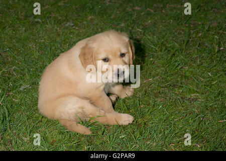 Golden Retriever Welpen im Garten sitzen auf feuchtes Gras Stockfoto