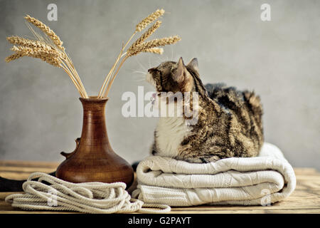 Porträt von eine dreifarbige Hauskatze entspannend auf Decke Stockfoto