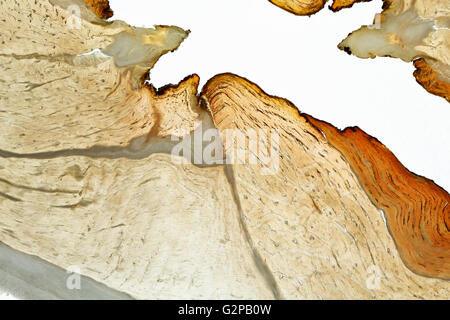 Schinkenscheiben auf Hintergrundbeleuchtung luftgetrocknete trocken-curec Stockfoto