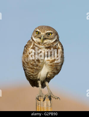 Ein Erwachsener Kanincheneule thront in der Nähe von seinem Nest in Marco Island, Florida. Stockfoto