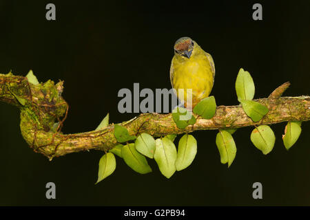 Eine Olive-backed Euphonia Vogel im Regenwald von Costa Rica Stockfoto