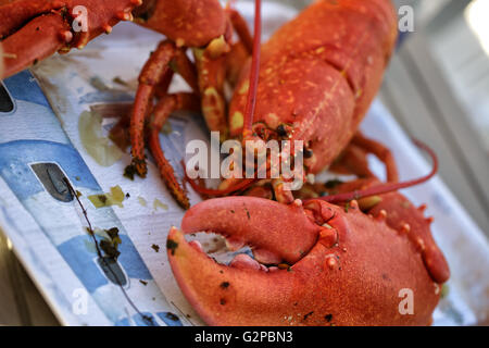 Große helle frisch gekocht lesen Hummer serviert wird Stockfoto