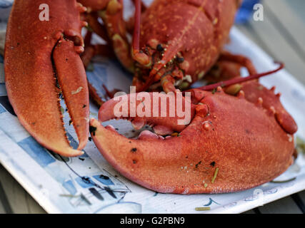 Große helle frisch gekocht lesen Hummer serviert wird Stockfoto