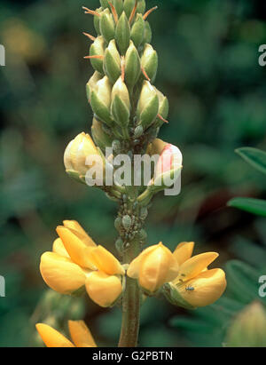 Lupin Blattlaus (Macrosiphum Albifrons) Kolonie auf Baum-Lupine-Blüte Stockfoto