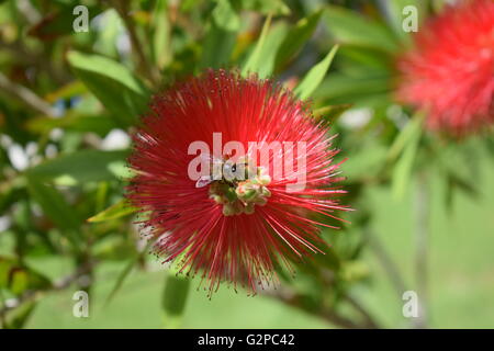 Erhöhte Ansicht der Biene auf crimson Bottlebrush Blüte - Callistemon Splendens Stockfoto