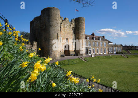 Tonbridge Castle mit Narzissen, Tonbridge, Kent, England, Vereinigtes Königreich, Europa Stockfoto