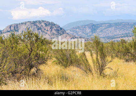 Osoyoos Desert Centre, BC, Canada, ist 67 Hektar Natur interpretativen Anlage mit 1,5 km Selbstgeführte Touren auf erhöhten Promenade. Stockfoto