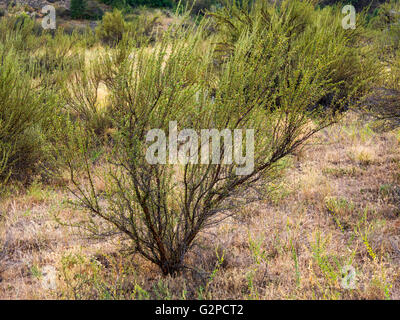 Osoyoos Desert Centre, BC, Canada, ist 67 Hektar Natur interpretativen Anlage mit 1,5 km Selbstgeführte Touren auf erhöhten Promenade. Stockfoto