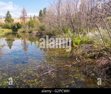 Tierbeobachtungen Bereich am Vaseux Lake Provincial Park, vom Highway 97, zwischen Oliver und Okanagan Falls, BC, Kanada Stockfoto