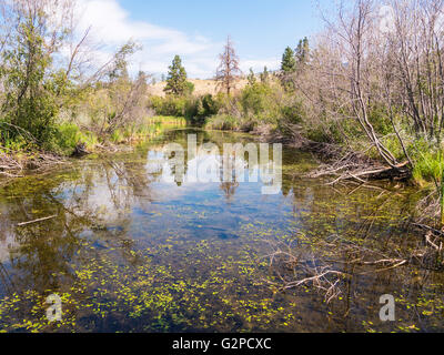 Tierbeobachtungen Bereich am Vaseux Lake Provincial Park, vom Highway 97, zwischen Oliver und Okanagan Falls, BC, Kanada Stockfoto