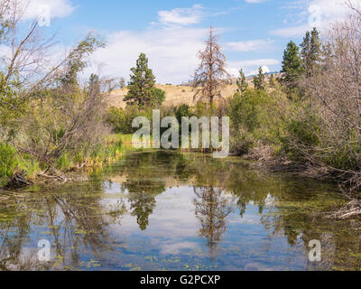 Tierbeobachtungen Bereich am Vaseux Lake Provincial Park, vom Highway 97, zwischen Oliver und Okanagan Falls, BC, Kanada Stockfoto